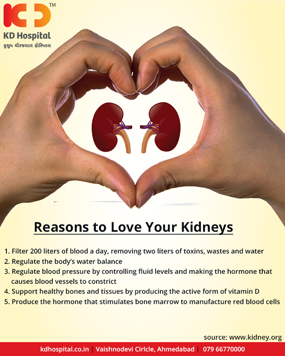 Reasons to Love Your Kidneys!

#LoveYourKidney #KDHospital #GoodHealth #Ahmedabad #Gujarat #India